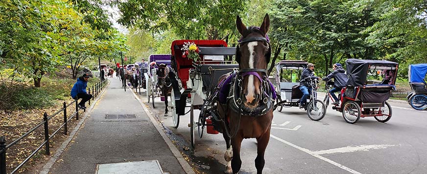 Horse Carriage Tour